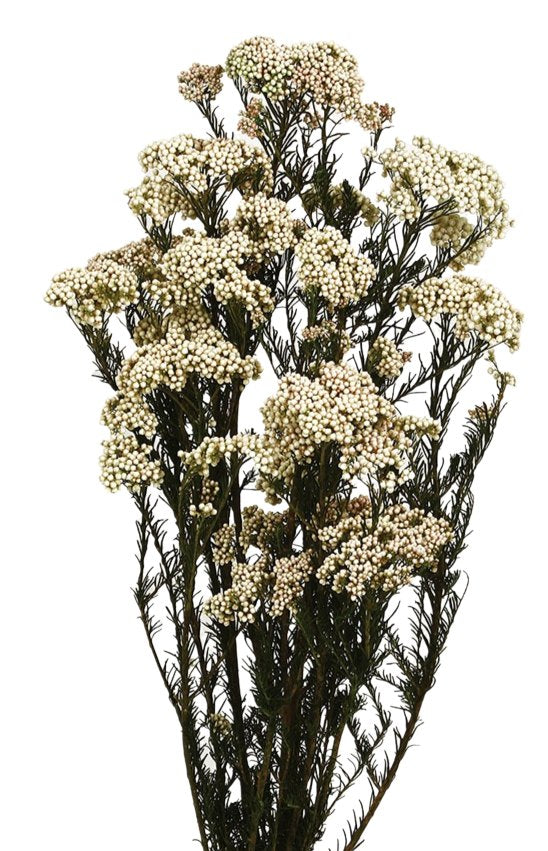 Stabilizované květiny Rice Flower - Ozothamnus diosmifolius - Bělená - 60 cm