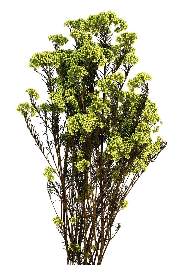 Stabilizované větve Rice Flower - Ozothamnus diosmifolius
