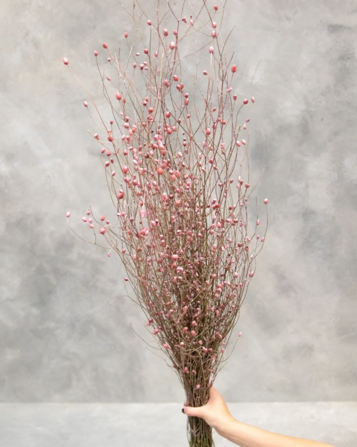 Sušené chrpy - Centaurea - Pudrová 110 cm